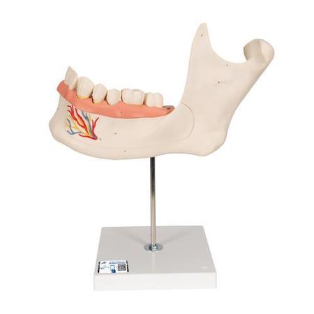 3B SCIENTIFIC Half Lower Jaw, 3 times - w/ 3B Smart Anatomy 1000249